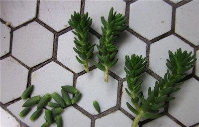 白花小松枝条