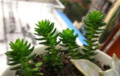 白花小松枝插