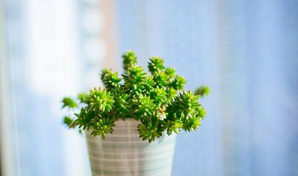 白花小松的叶插方法