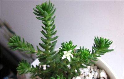 白花小松开花