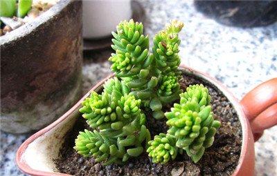 白花小松