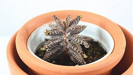 生长良好的虎纹