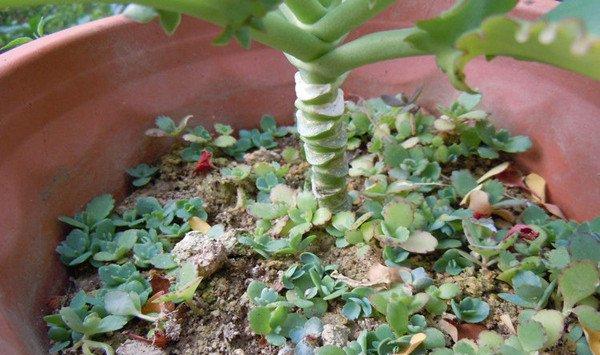 怎么防止落地生根泛滥成灾