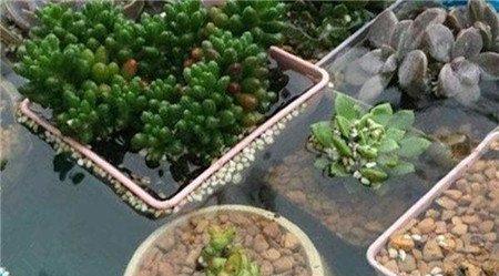 暴雨对多肉植物有什么危害 暴雨对多肉植物有什么危害