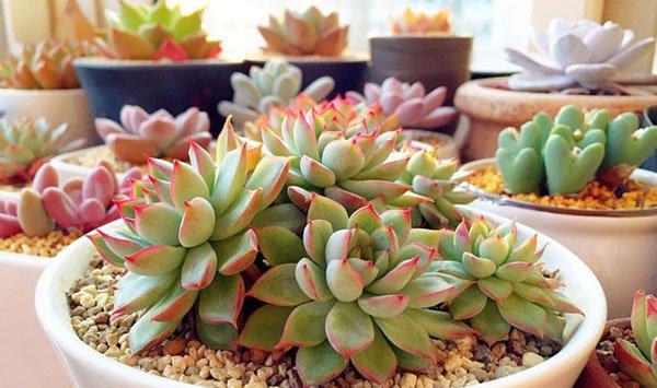 多肉植物能闷养吗