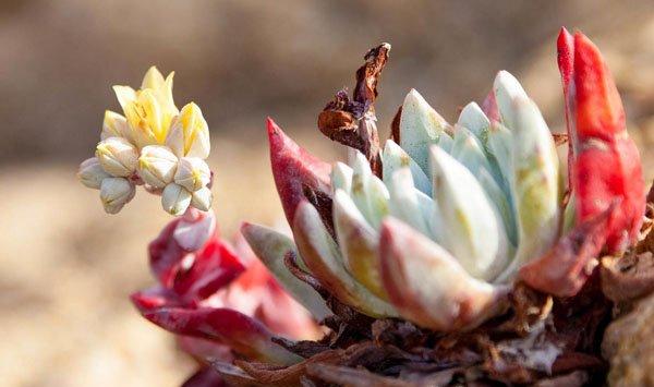 多肉植物四月养护要点