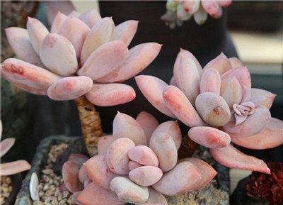多肉植物四月的养护 多肉植物四月的养护