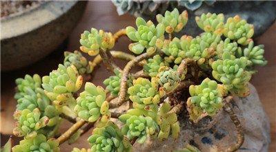 多肉植物四月施肥方法 多肉植物四月施肥方法