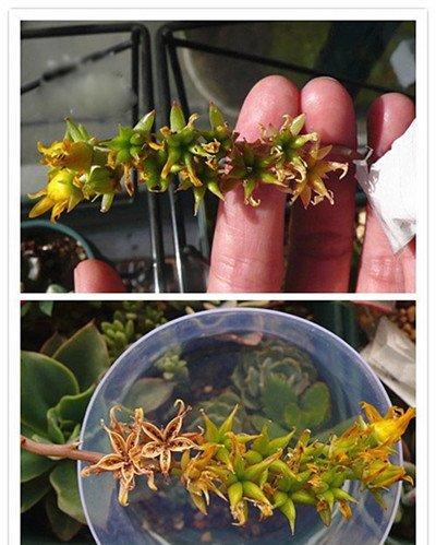 多肉植物授粉 多肉植物授粉