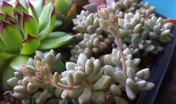 图解多肉植物授粉方法