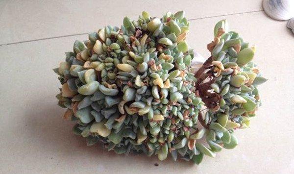 特玉莲怎么缀化
