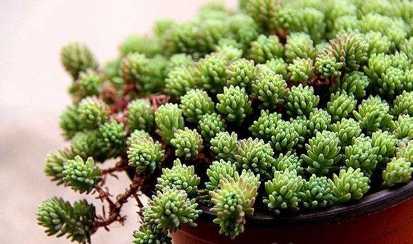 薄雪万年草的夏季养护