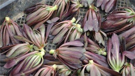 黑法师的砍头