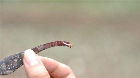 黑法师叶片生根