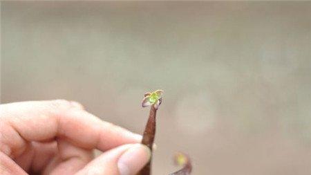 黑法师生小芽
