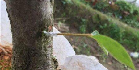 西洋鹃嫁接 西洋鹃嫁接