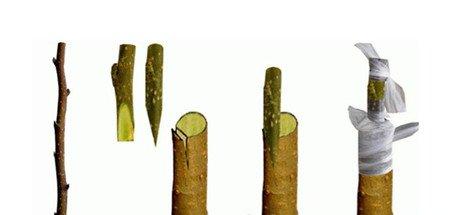 西洋鹃嫩枝劈接法 西洋鹃嫩枝劈接法