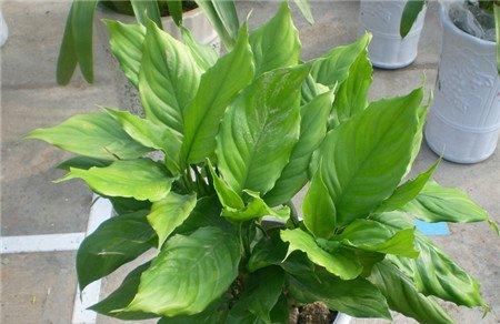 广东万年青施肥