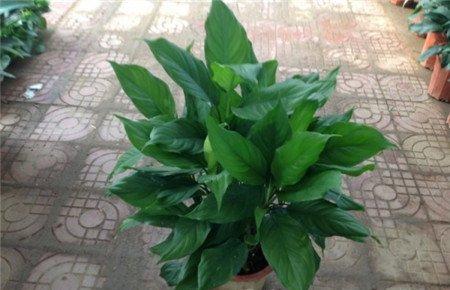 广东万年青浇水