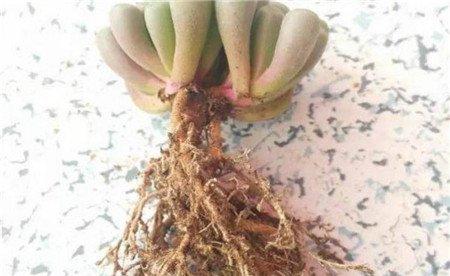 五十铃玉的分株方法：修根