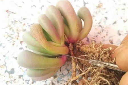 五十铃玉的分株方法：分丛