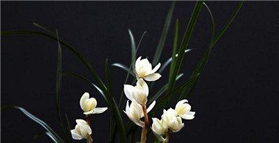 北方兰花养殖:技巧施肥 北方兰花养殖:技巧施肥