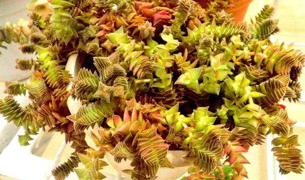 茜之塔怎么砍头