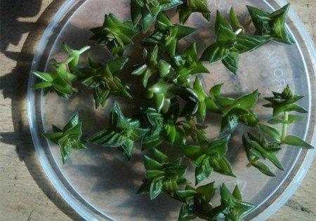 茜之塔花 茜之塔花