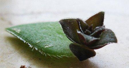 茜之塔叶插 茜之塔叶插