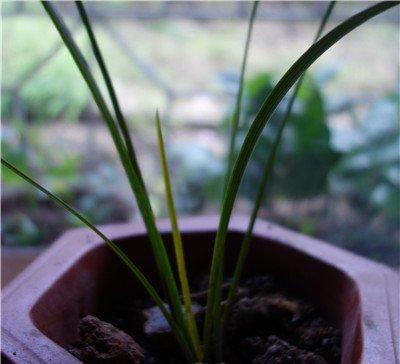 兰花数天不浇水