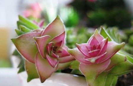 茜之塔 茜之塔