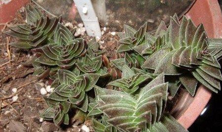 茜之塔开花 茜之塔开花