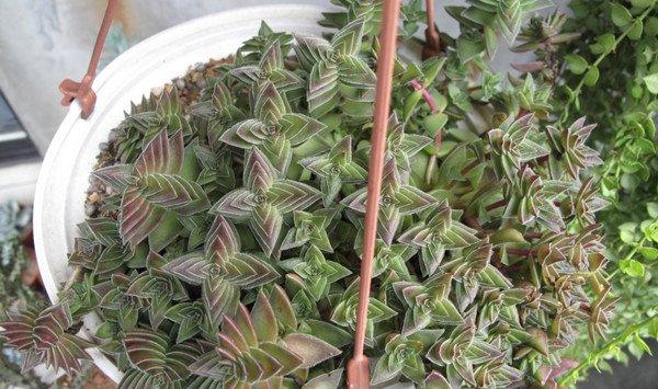 茜之塔的换盆注意事项