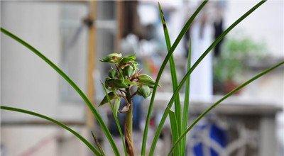 春季兰花病虫害防治 春季兰花病虫害防治