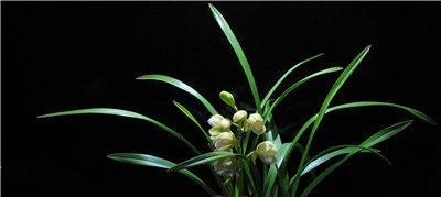 花芽不饱满不施肥 花芽不饱满不施肥