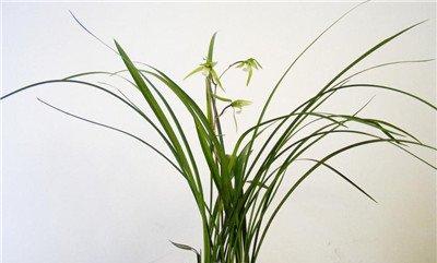 瘦弱植株不施肥 瘦弱植株不施肥