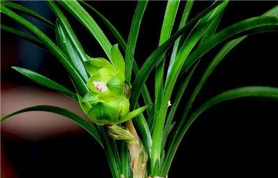 新兰刚上盆不施肥 新兰刚上盆不施肥
