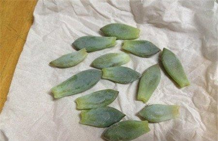 霜之朝叶插技巧