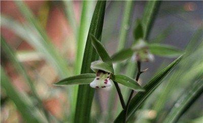 兰花多开花的方法:控制好浇水量 兰花多开花的方法:控制好浇水量