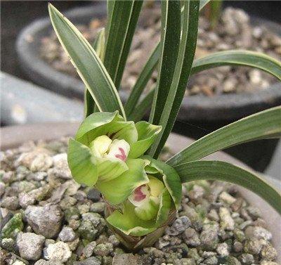兰花发芽要水分 兰花发芽要水分