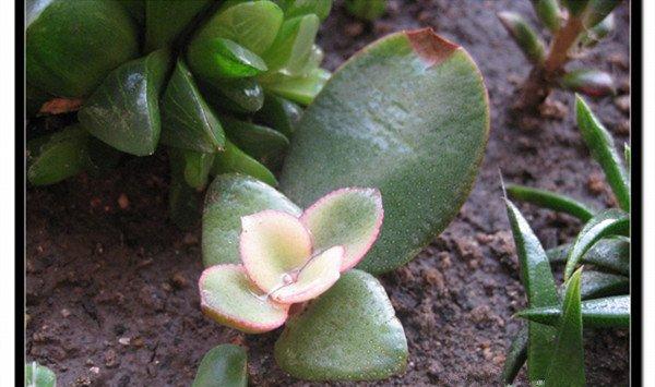 花月锦冬夏养护技巧