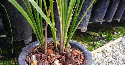 兰花分盆后养护 兰花分盆后养护