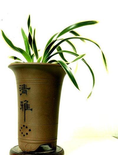 兰花的播种方法:选盆 兰花的播种方法:选盆