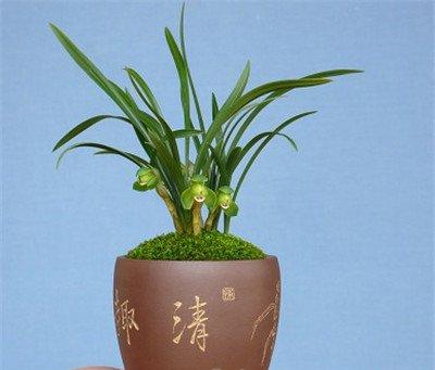 兰花的播种方法:养护 兰花的播种方法:养护