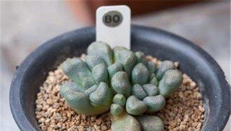 唐扇的繁殖方式：播种
