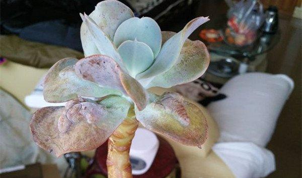 卡梅奥的繁殖方式有哪些