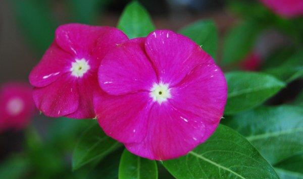长春花（四季梅）的繁殖方法大全