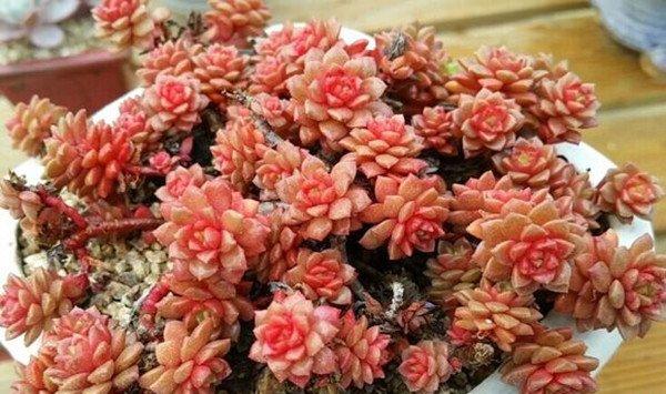 如何让小玉爆头或群生