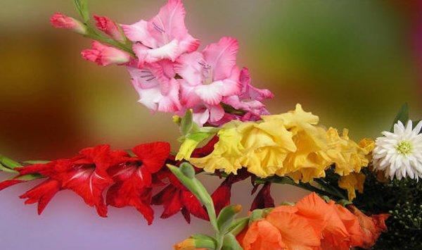 怎么让唐菖蒲（剑兰）四季开花
