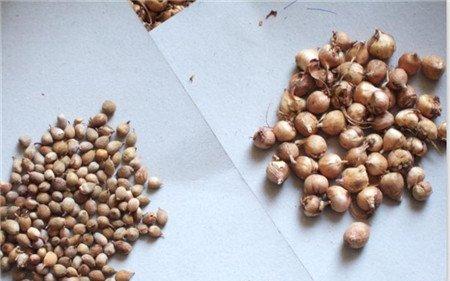 唐菖蒲种球选择:品种要纯 唐菖蒲种球选择:品种要纯